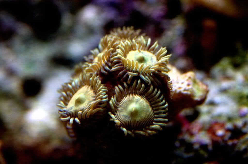 Yellow zoanthids or palys, show them Reef Central Online Community